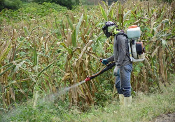 Hay agricultores que realizan la fumigación para la maleza y poder recoger la cosecha de maíz.