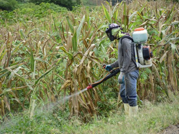Hay agricultores que realizan la fumigación para la maleza y poder recoger la cosecha de maíz.
