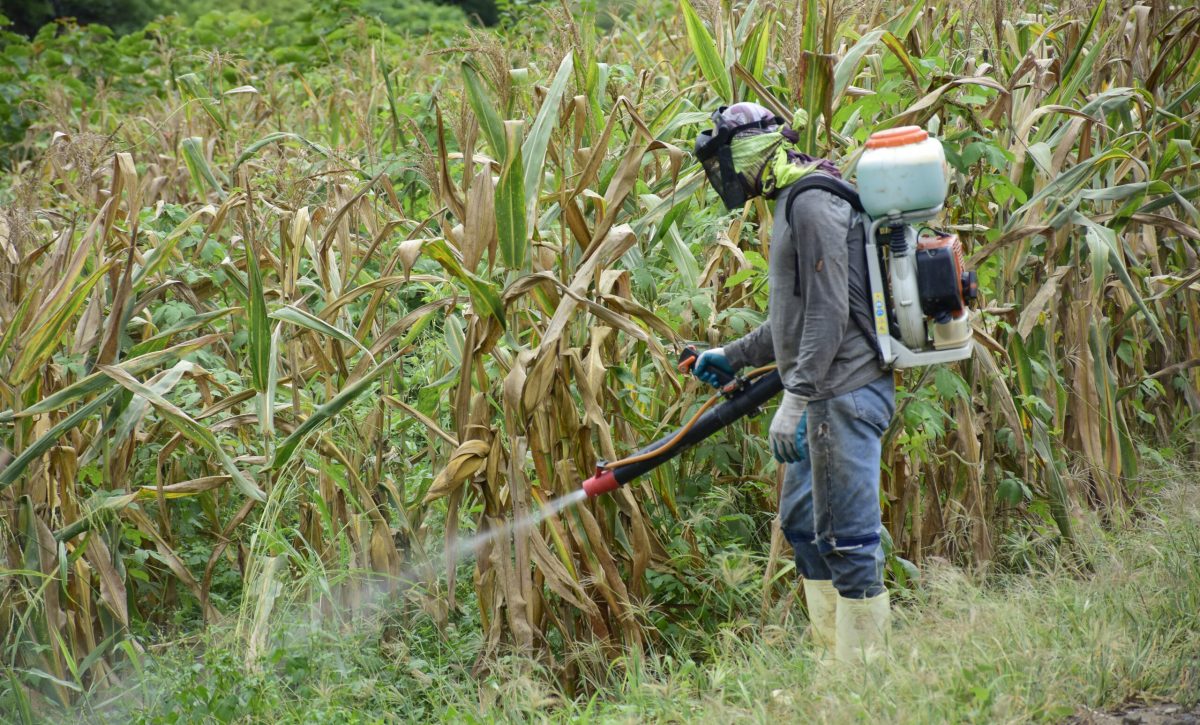 Hay agricultores que realizan la fumigación para la maleza y poder recoger la cosecha de maíz.