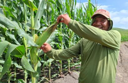 Manabí supera a Colombia y Perú en producción récord de maíz
