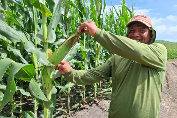 Manabí supera a Colombia y Perú en producción récord de maíz