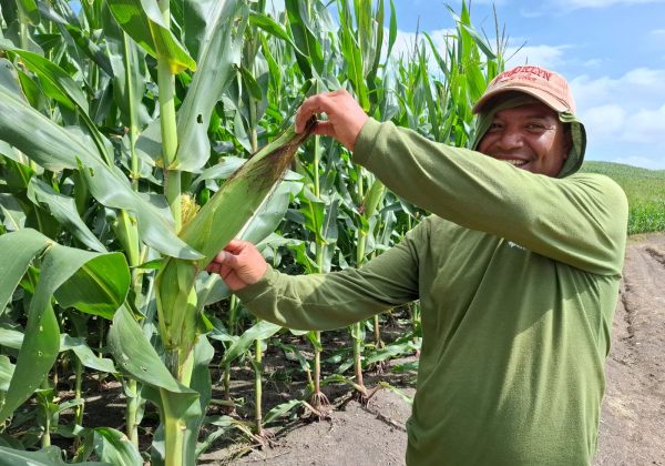 Manabí supera a Colombia y Perú en producción récord de maíz