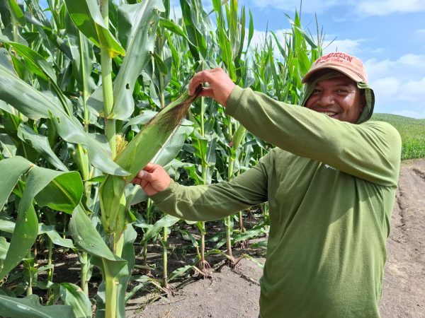 Manabí supera a Colombia y Perú en producción récord de maíz