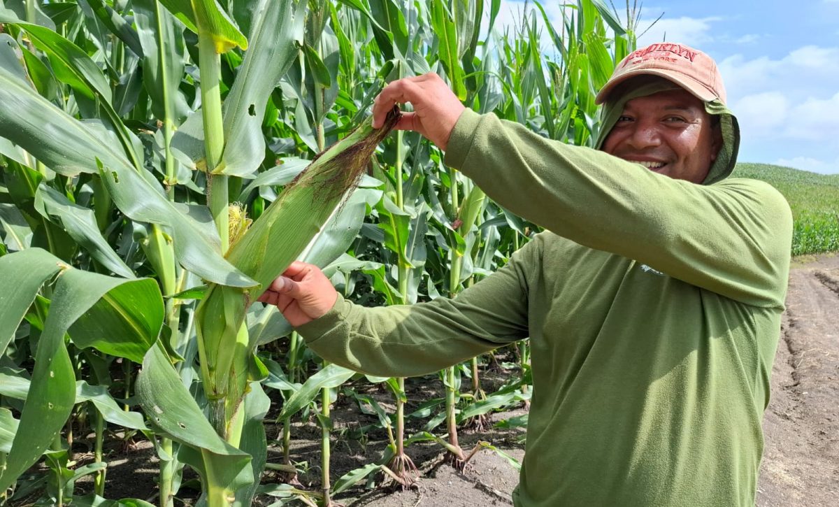 Manabí supera a Colombia y Perú en producción récord de maíz