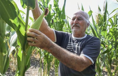 Manabí y Los Ríos concentran el 69% de la producción nacional de maíz desde hace cinco años