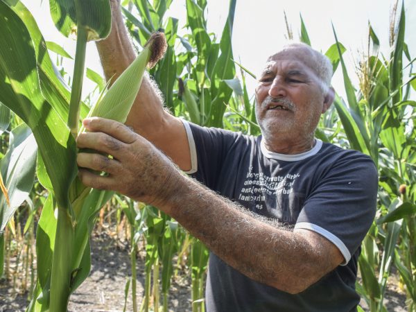Manabí y Los Ríos concentran el 69% de la producción nacional de maíz desde hace cinco años
