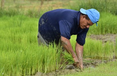 Manabí y Los Ríos en el comercio de maíz