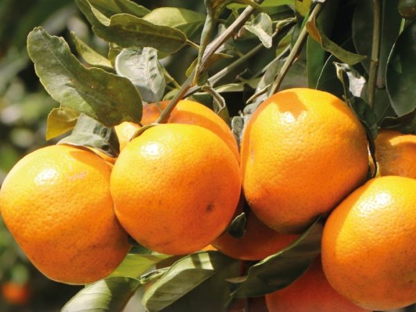 Mandarina ecuatoriana de la variedad Tango se exportó por primera vez a Estados Unidos luego de varias negociaciones . (X).