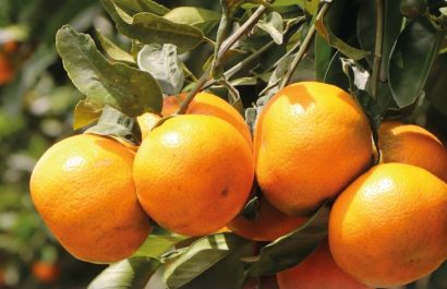 Mandarina ecuatoriana de la variedad Tango se exportó por primera vez a Estados Unidos luego de varias negociaciones . (X).