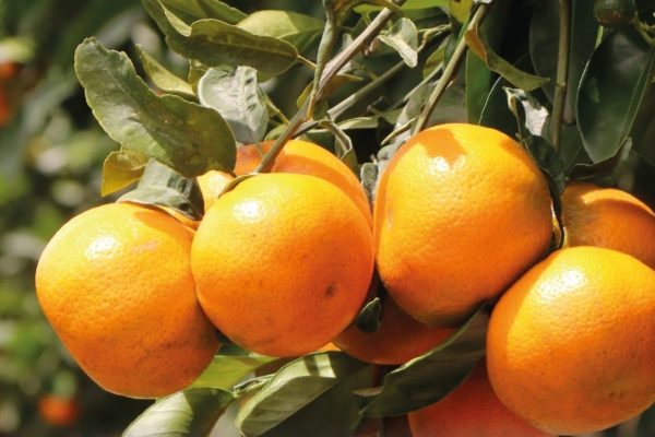 Mandarina ecuatoriana de la variedad Tango se exportó por primera vez a Estados Unidos luego de varias negociaciones . (X).