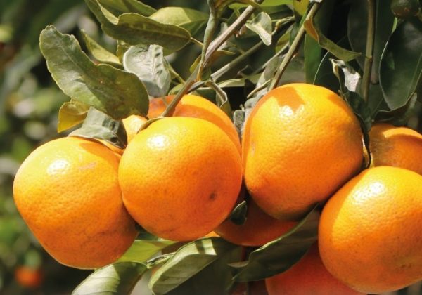 Mandarina ecuatoriana de la variedad Tango se exportó por primera vez a Estados Unidos luego de varias negociaciones . (X).