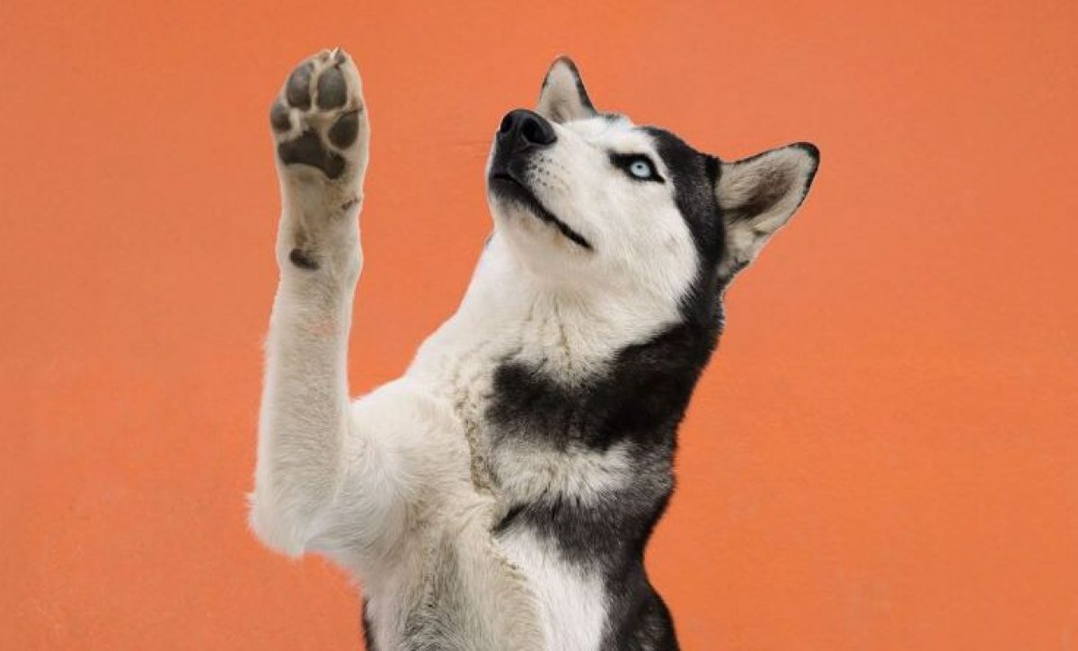 Más de 50 animales buscan un hogar en el UBA Fest este 21 de septiembre en Quito
