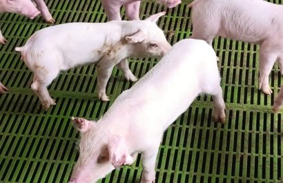 Más de 60 cerdos muertos y abortos en bovinos tras incautación de haciendas en Santo Domingo y Quinindé