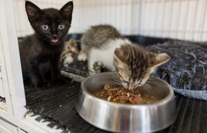 Si tu gato deja un círculo con la comida en el plato te está dejando un mensaje "importante", según un veterinario