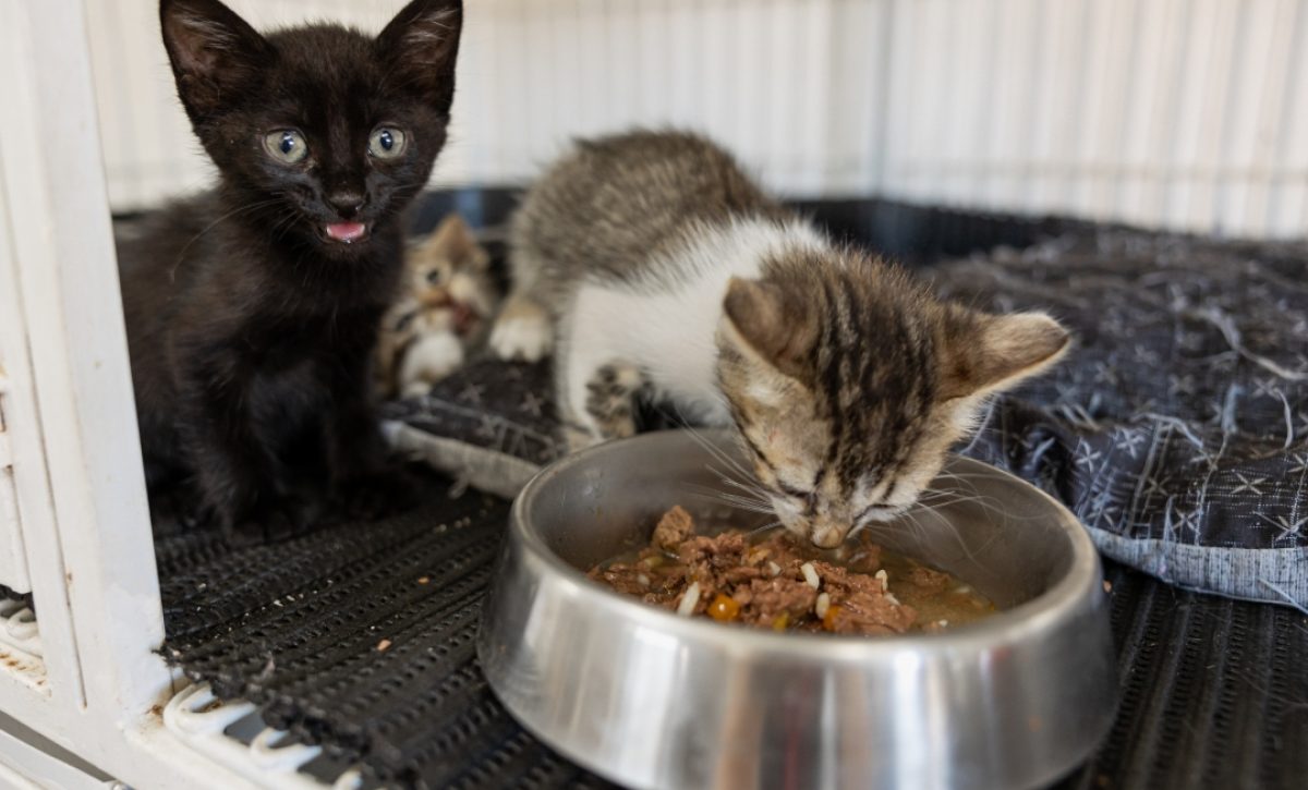 Si tu gato deja un círculo con la comida en el plato te está dejando un mensaje "importante", según un veterinario