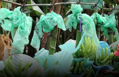 Ministerio de Agricultura fija el precio del banano para 2026 en $ 7,50