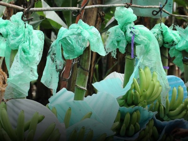 Ministerio de Agricultura fija el precio del banano para 2026 en $ 7,50