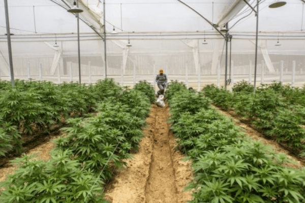 Ministerio de Agricultura presenta guía histórica para cultivo de cáñamo en Ecuador