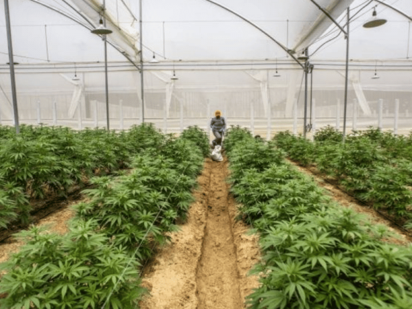 Ministerio de Agricultura presenta guía histórica para cultivo de cáñamo en Ecuador