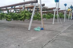 Moko, Sigatoka Negra y Fusarium: desafíos para la producción platanera ecuatoriana