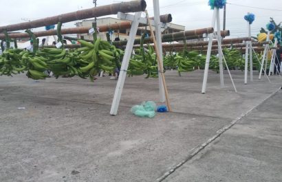 Moko, Sigatoka Negra y Fusarium: desafíos para la producción platanera ecuatoriana