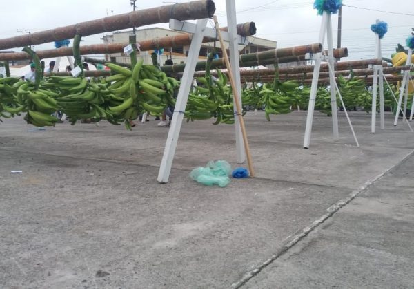Moko, Sigatoka Negra y Fusarium: desafíos para la producción platanera ecuatoriana