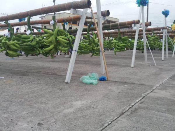 Moko, Sigatoka Negra y Fusarium: desafíos para la producción platanera ecuatoriana
