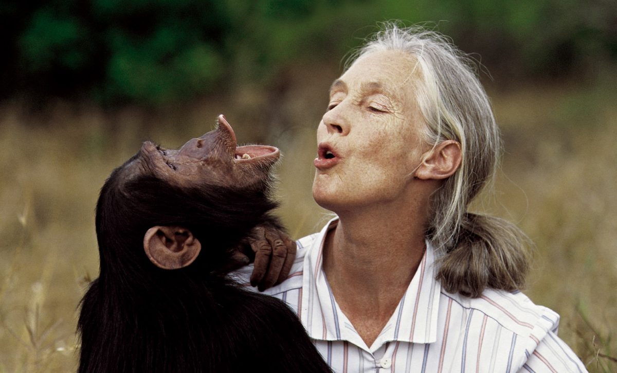 Muere Jane Goodall, un legado de seis décadas en la etología. Foto/ EuropaPress.