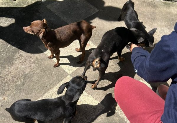 Municipio de Guayaquil informa 56 eutanasias a animales en el primer cuatrimestre de 2025