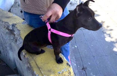 Municipio de Guayaquil responde a Fundación Rescate Animal sobre cifras de eutanasia