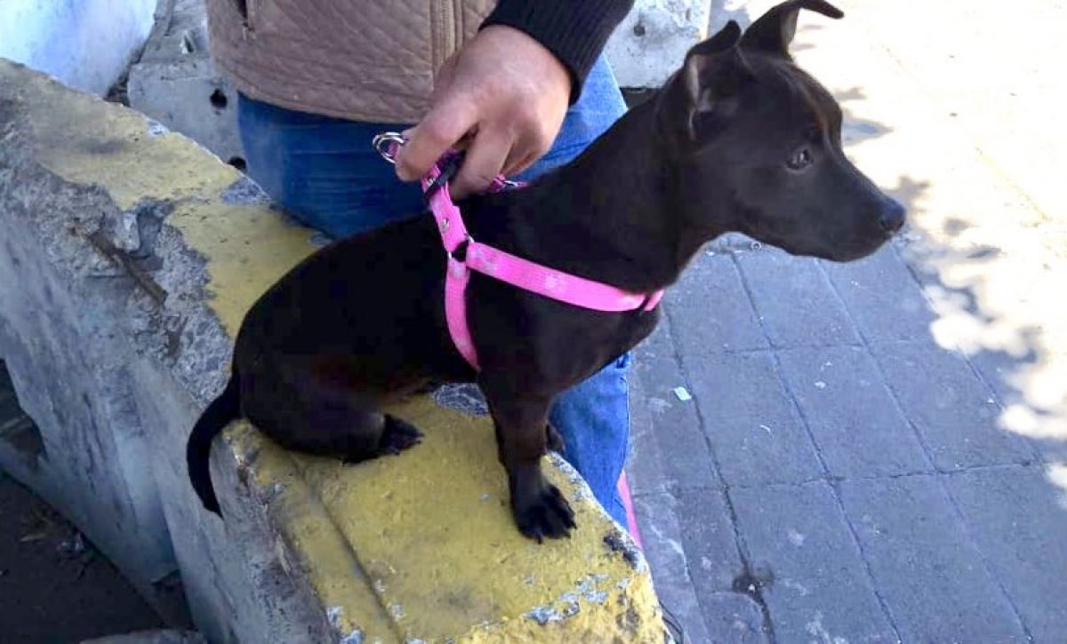 Municipio de Guayaquil responde a Fundación Rescate Animal sobre cifras de eutanasia