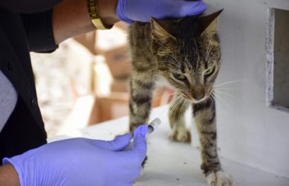 Gatos del parque El Mamey reciben atención urgente tras denuncias de maltrato y tortura animal