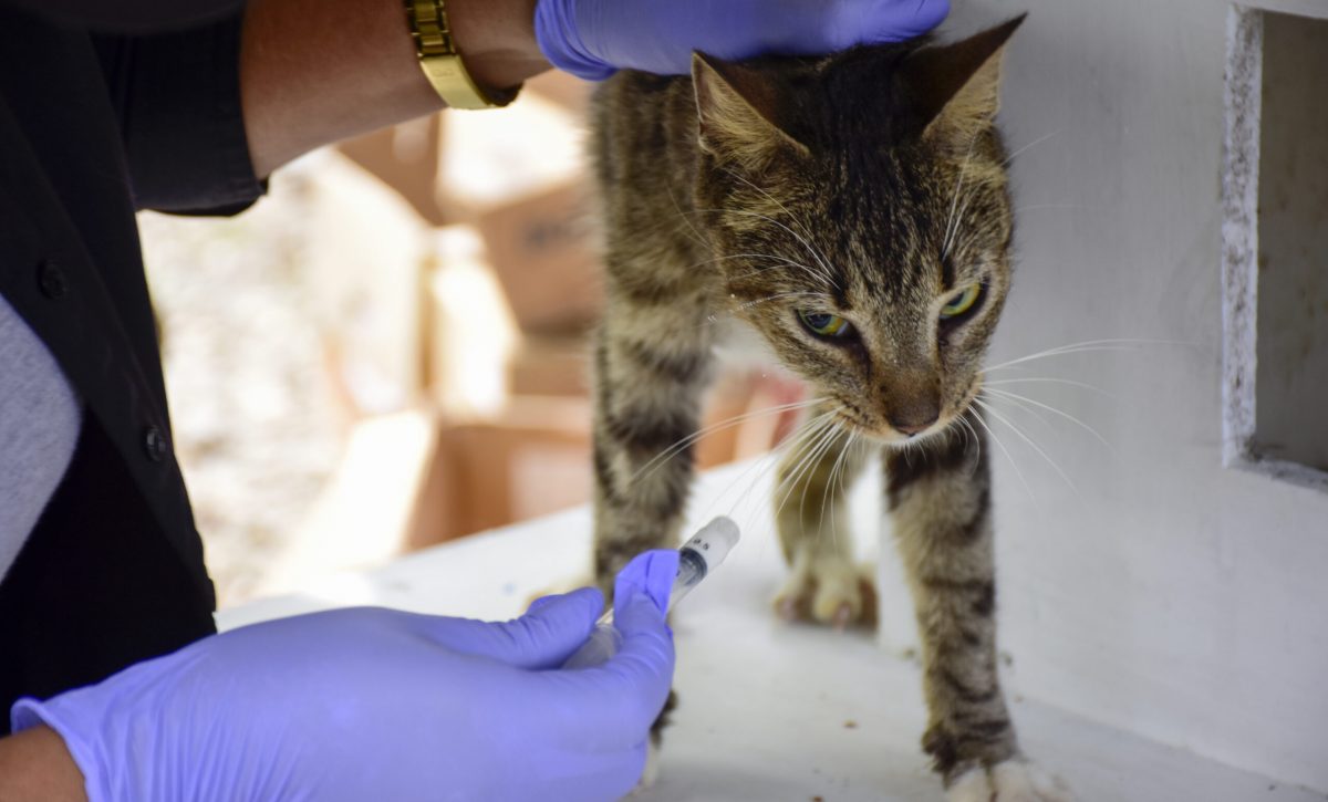 Gatos del parque El Mamey reciben atención urgente tras denuncias de maltrato y tortura animal