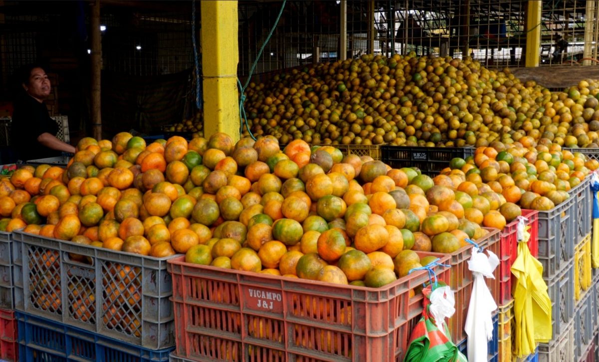 Naranjas, toronjas y mandarinas los cítricos que inundan los mercados de Manabí
