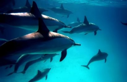 Océanos en peligro Día Mundial destaca especies amenazadas y urgencia de cuidados