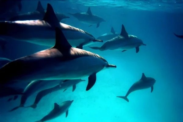 Océanos en peligro Día Mundial destaca especies amenazadas y urgencia de cuidados