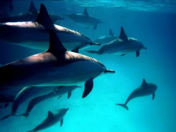 Océanos en peligro Día Mundial destaca especies amenazadas y urgencia de cuidados