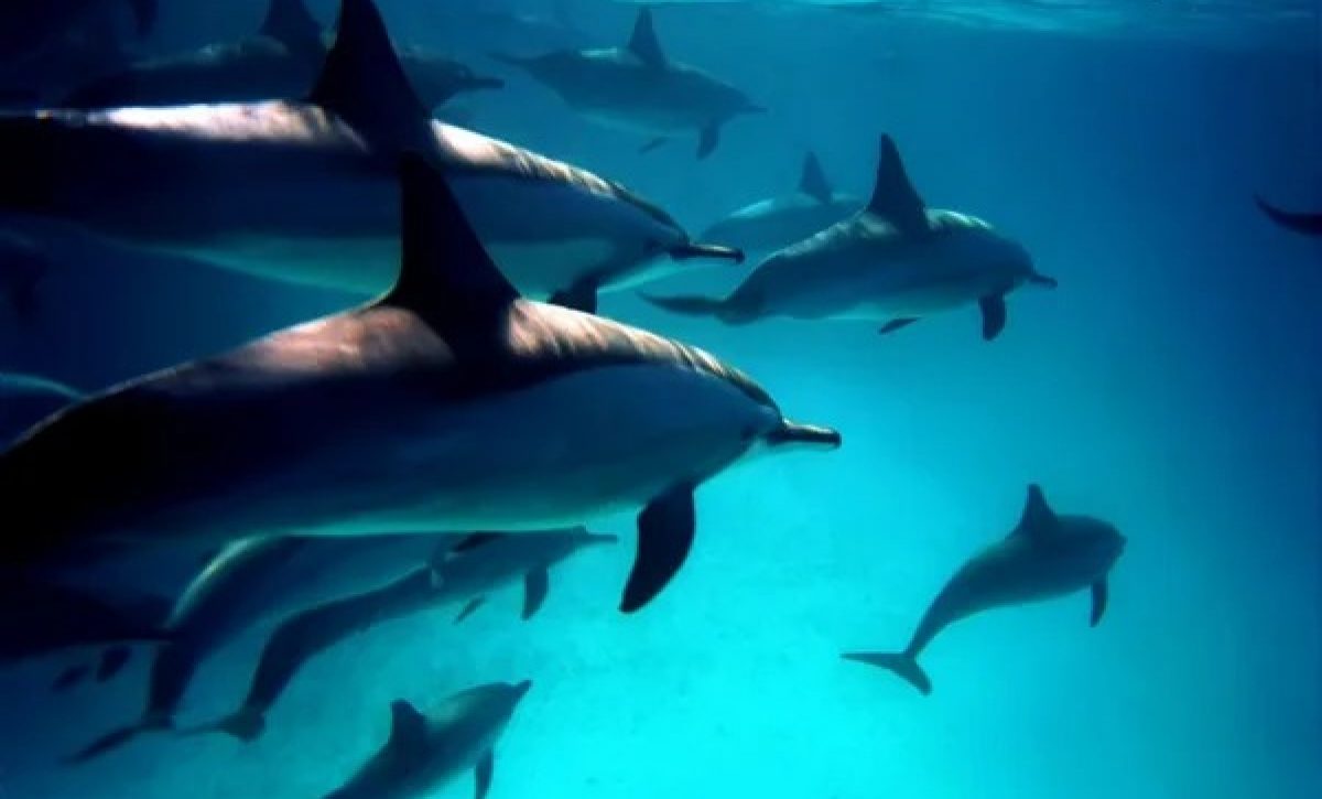 Océanos en peligro Día Mundial destaca especies amenazadas y urgencia de cuidados