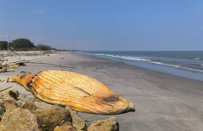 Operativo interinstitucional atiende ballena muerta en la isla Jambelí, El Oro