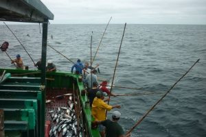 Una vez en Manta hubo hasta 100 barcos cañeros, pero ahora solo quedan cinco. La tripulación, como hacían sus abuelos, utiliza caña de pescar para capturar atún.