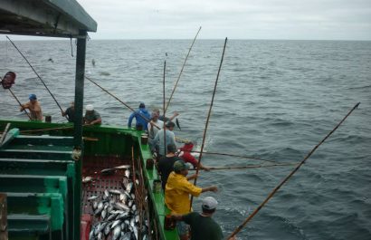 Una vez en Manta hubo hasta 100 barcos cañeros, pero ahora solo quedan cinco. La tripulación, como hacían sus abuelos, utiliza caña de pescar para capturar atún.