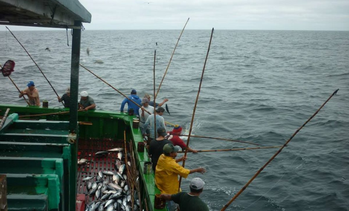 Una vez en Manta hubo hasta 100 barcos cañeros, pero ahora solo quedan cinco. La tripulación, como hacían sus abuelos, utiliza caña de pescar para capturar atún.