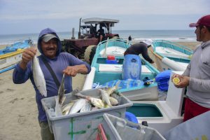 La temperatura fría del mar, empieza a favorecer la pesca de pelágicos pequeños.