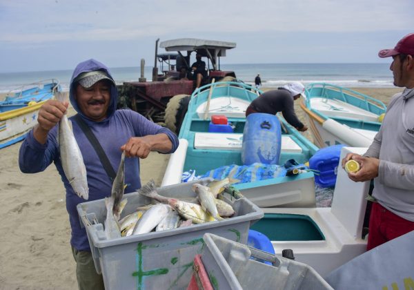 La temperatura fría del mar, empieza a favorecer la pesca de pelágicos pequeños.