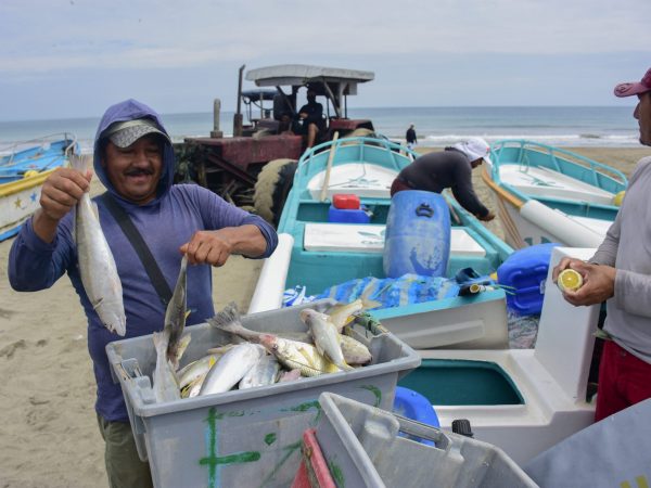 La temperatura fría del mar, empieza a favorecer la pesca de pelágicos pequeños.
