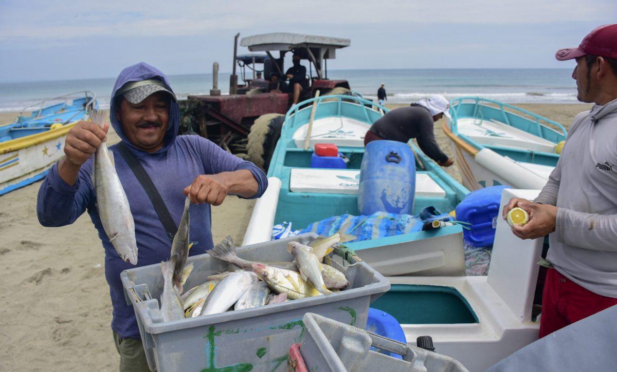 La temperatura fría del mar, empieza a favorecer la pesca de pelágicos pequeños.