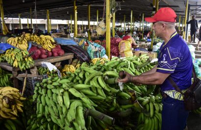 El plátano en Portoviejo se encarece por la escasez tras el invierno