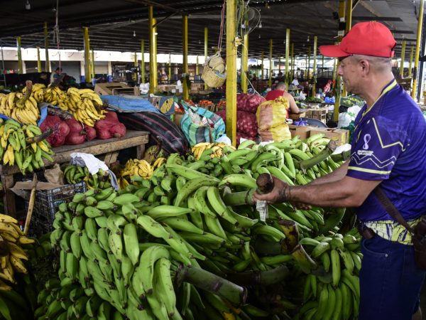 El plátano en Portoviejo se encarece por la escasez tras el invierno