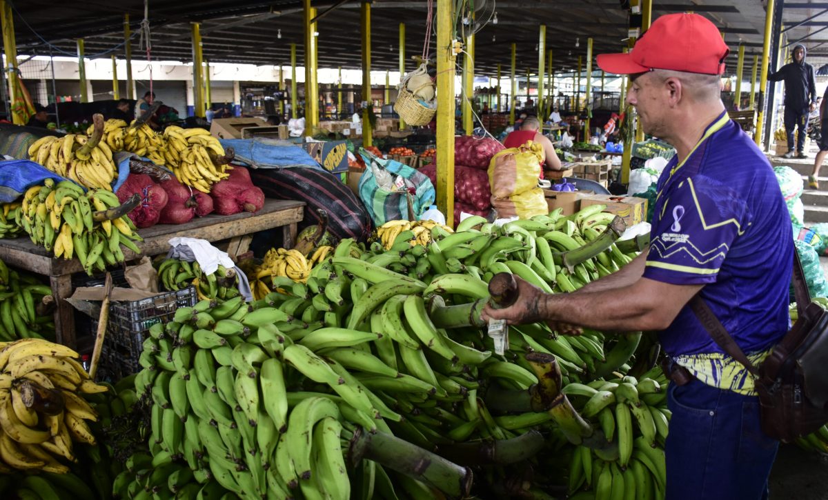 El plátano en Portoviejo se encarece por la escasez tras el invierno