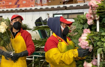 Paro nacional en Ecuador afecta exportación de rosas y genera pérdidas millonarias.